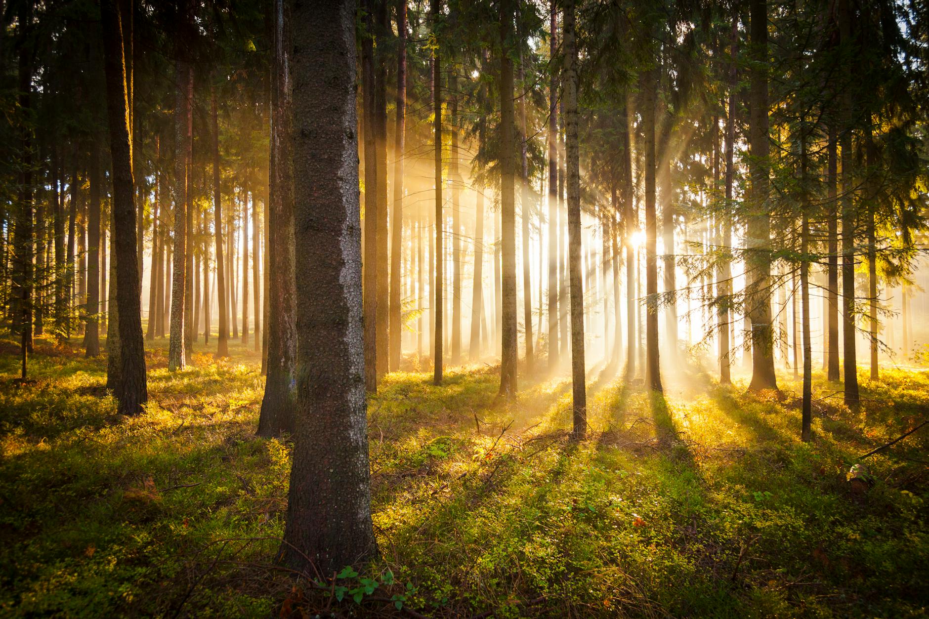 Menopause and Mental Health: Navigating Change with Clarity and Confidence